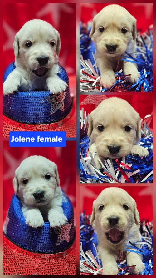Jolene green collar female born 05-15-26