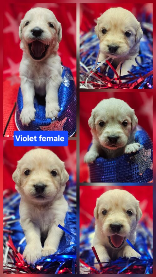 Violet purple collar female born 05-15-26