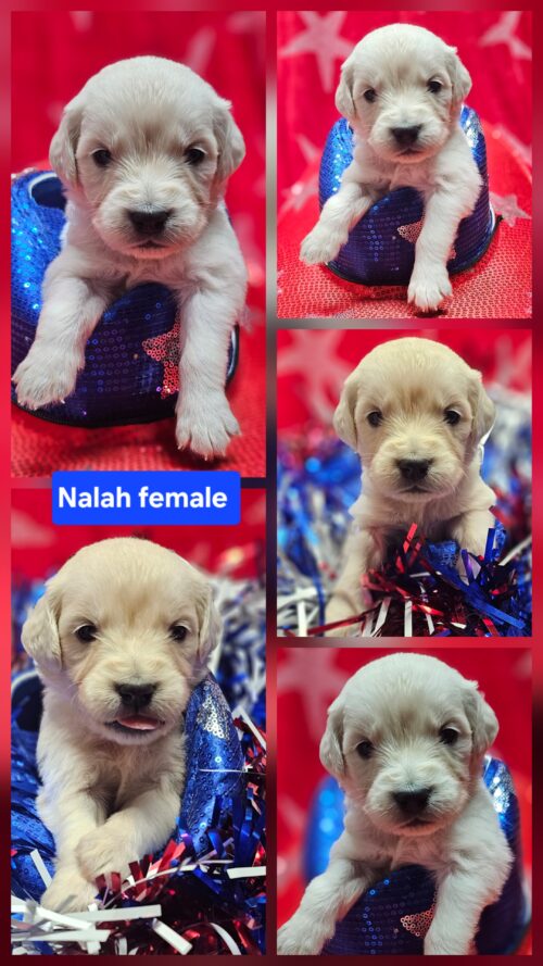 Nalah orange collar female born 05-15-26