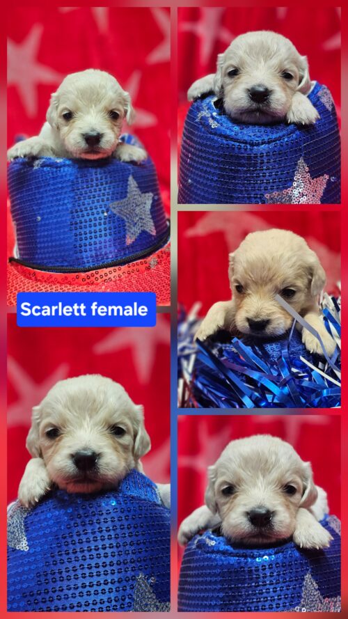 Scarlett red collar female born 05-15-26