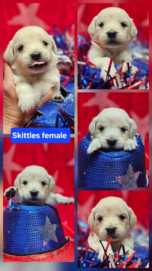 Skittles yellow collar female born 05-15-26