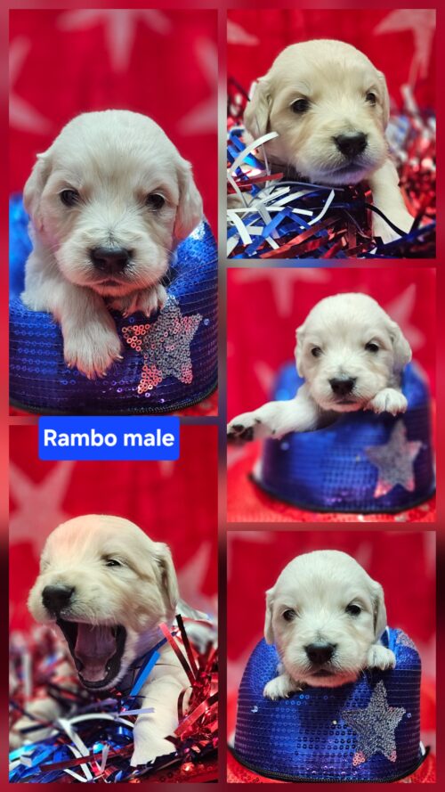 Rambo black collar male born 05-15-26
