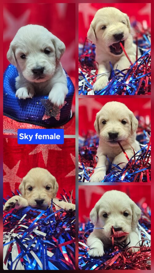 Sky Royal blue collar female born 05-15-26