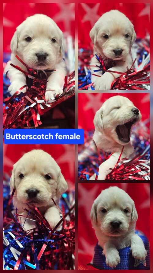 Butterscotch tan collared female born 05-15-26