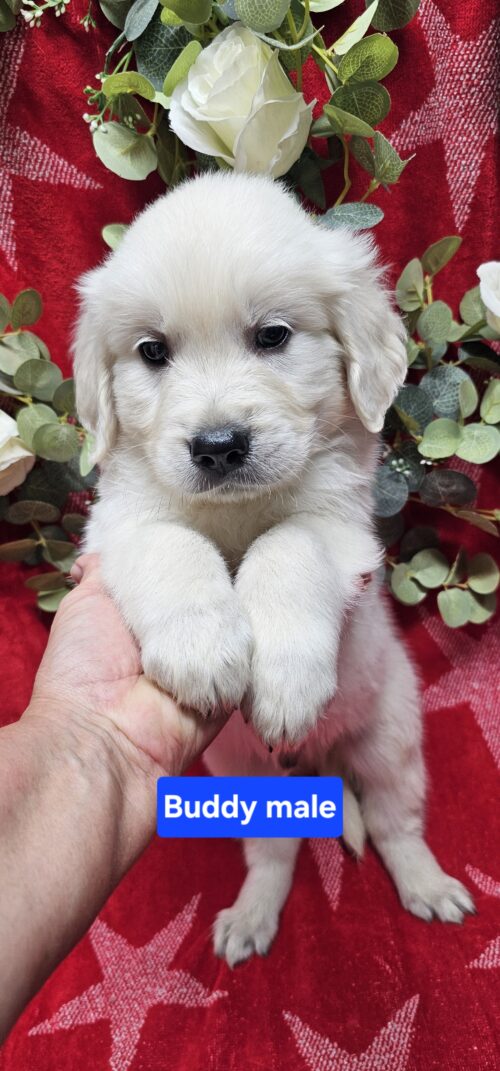 Bud (Reserved)black collar male born 05-10-26
