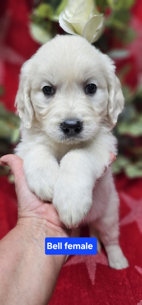 Bell (Reserved)light blue collar female born 05-10-26