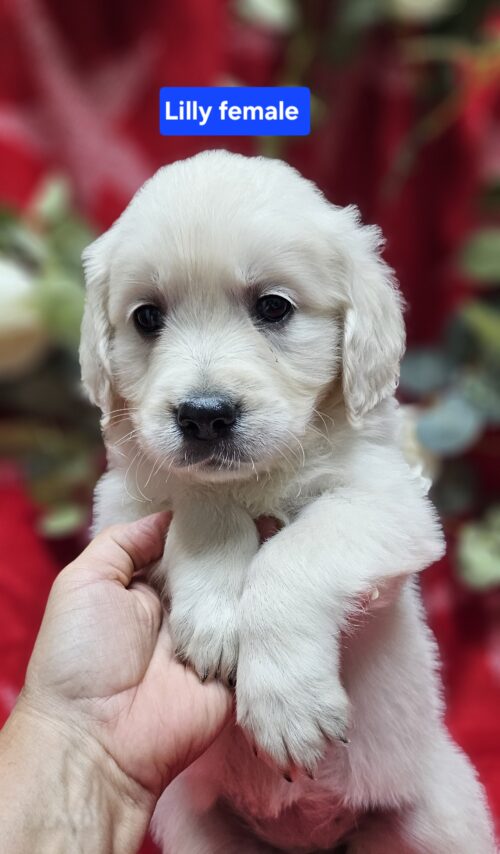 Lilly (Reserved)pink collar female born 05-10-26