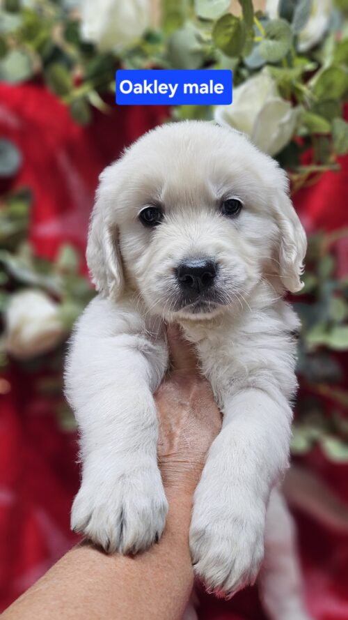 Oakley (Reserved)grey collar male born 05-10-26