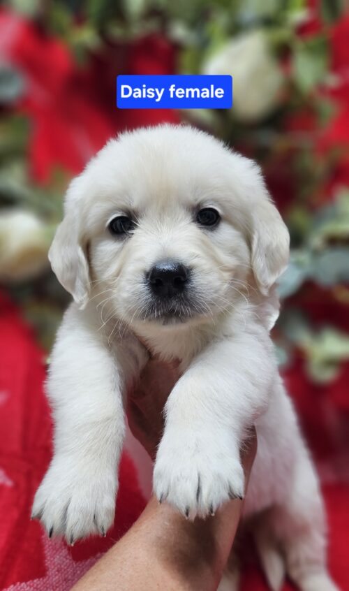 Daisy (Reserved)yellow collar female born 05-10-26