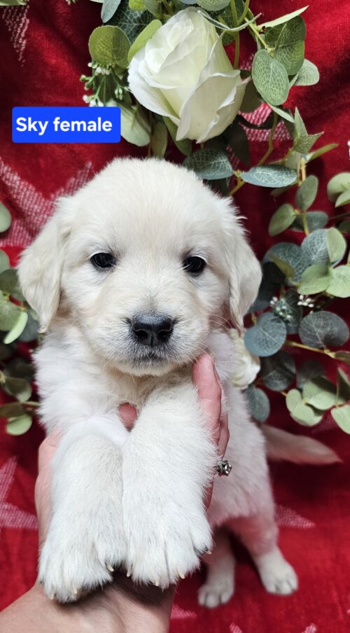 Sky(Reserved)Royal blue collar female born 05-15-26