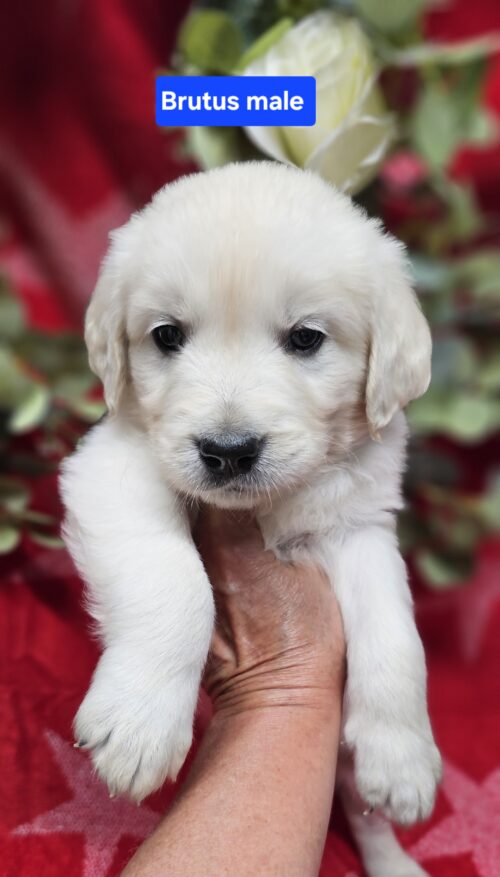 Brutus(Reserved)brown collar male born 05-15-26