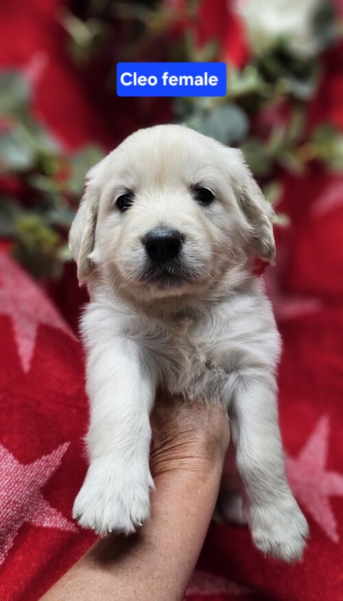 Cleo (Pending)light blue collar female born 05-15-26