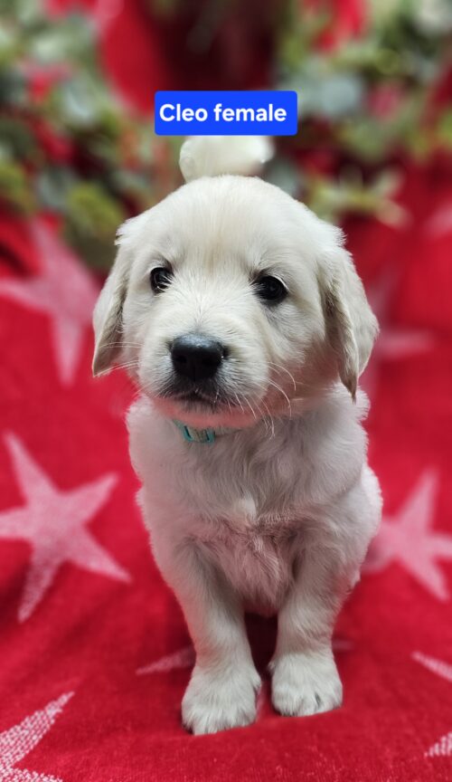 Cleo (Reserved)light blue collar female born 05-15-26