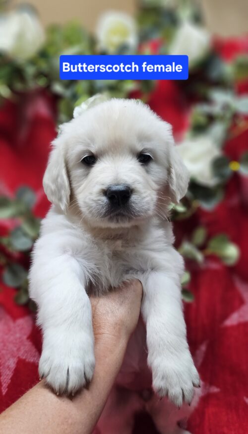 Butterscotch (Reserved)tan collared female born 05-15-26