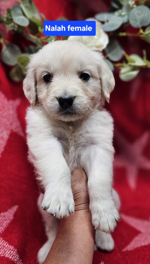 Nalah (Available)orange collar female born 05-15-26