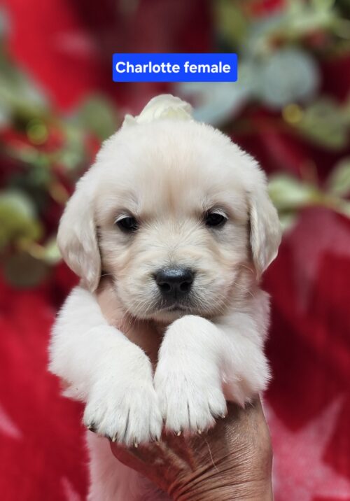 Charlotte (Reserved)pink collar female born 05-15-26