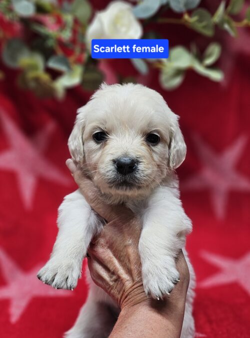 Scarlett (Available)red collar female born 05-15-26