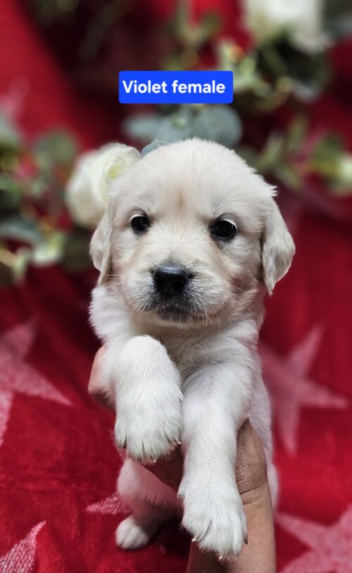 Violet (Reserved)purple collar female born 05-15-26