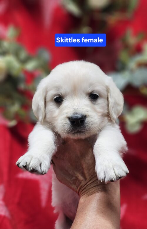 Skittles(Available)yellow collar female born 05-15-26