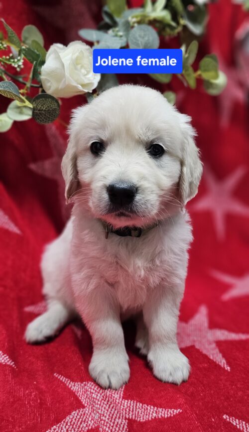 Jolene (Reserved)green collar female born 05-15-26