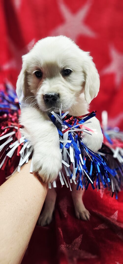 Cedar (Reserved)red collar male born 05-10-26
