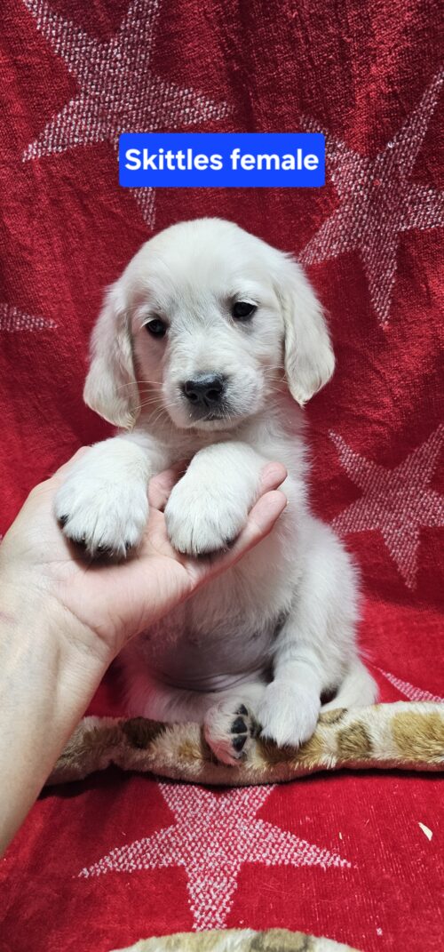 Skittles(Available)yellow collar female born 05-15-26