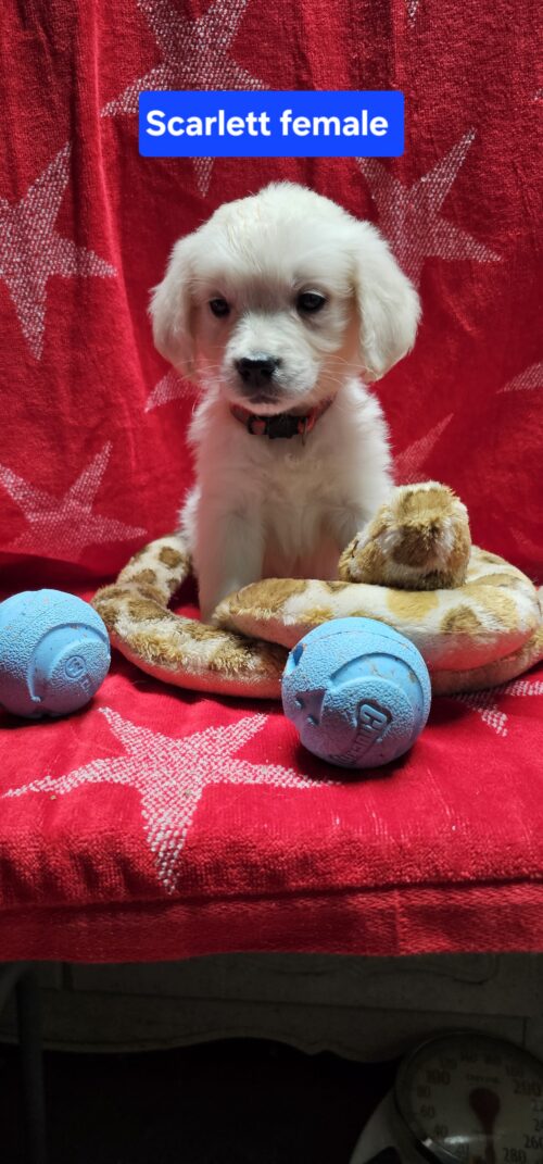 Scarlett (Available)red collar female born 05-15-26